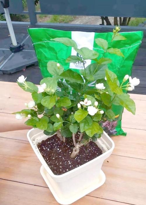 秋日播种哪些植物最为适宜？如何选择合适的植物品种？