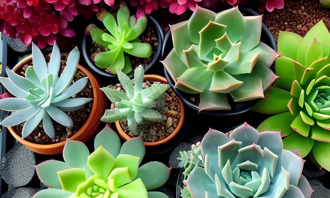 秋日播种哪些植物最为适宜？如何选择合适的植物品种？