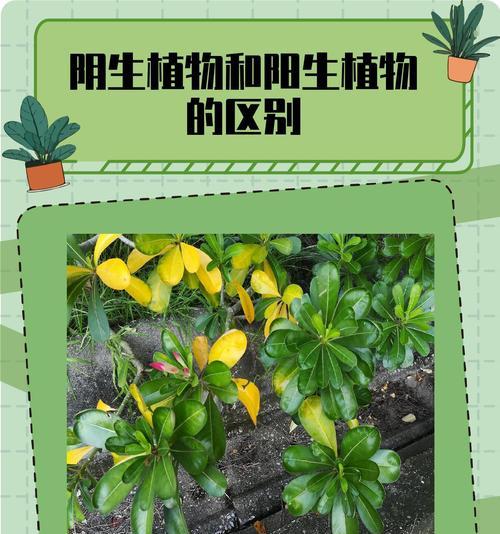 惠州博罗水生植物有哪些？这些植物对环境有何影响？