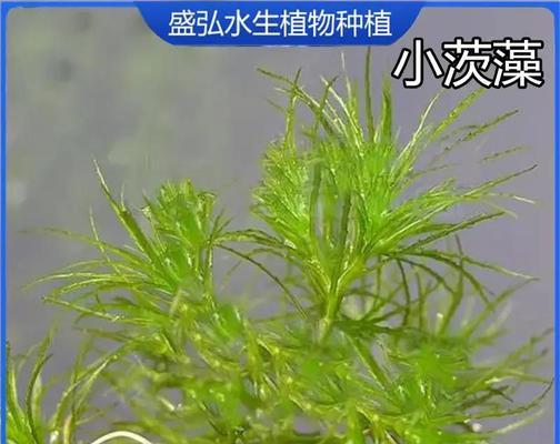 惠州博罗水生植物有哪些？这些植物对环境有何影响？