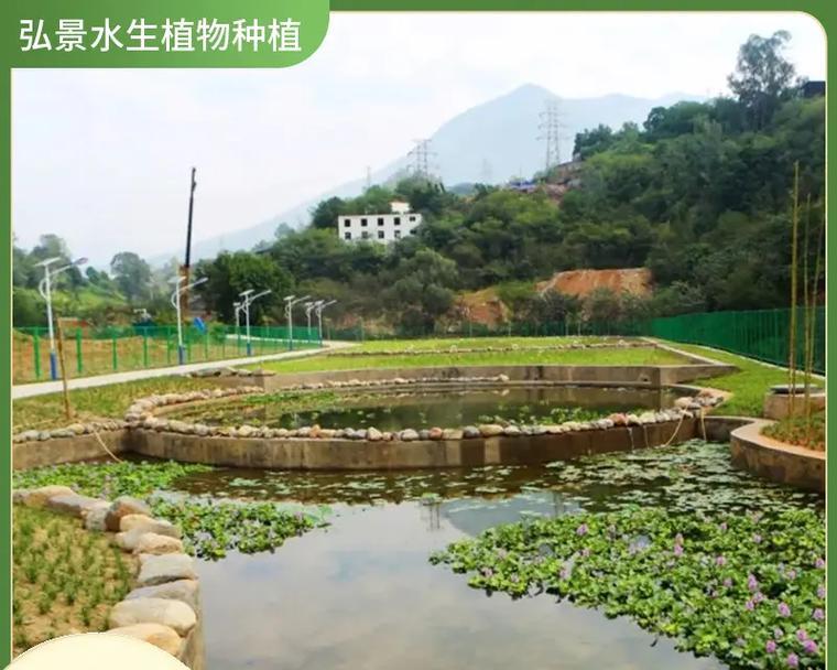 惠州博罗水生植物有哪些？这些植物对环境有何影响？