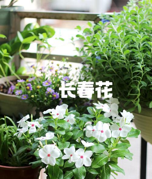 中式阳台放什么花？有哪些适合中式阳台的花卉选择？