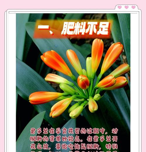 君子兰根部干叶的原因及解决方法是什么？