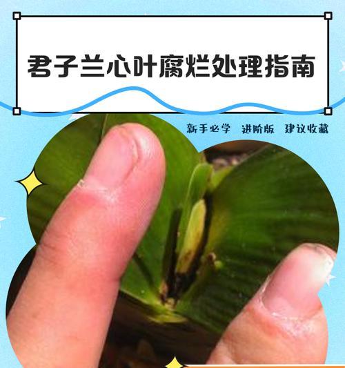 君子兰根部干叶的原因及解决方法是什么？