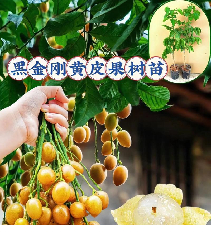 黄皮树叶子发黄怎么补救？有哪些补救措施？
