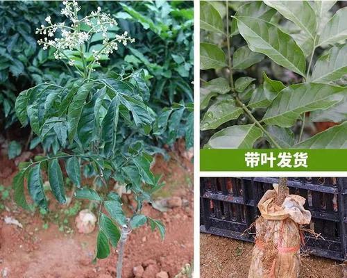黄皮树叶子发黄怎么补救？有哪些补救措施？