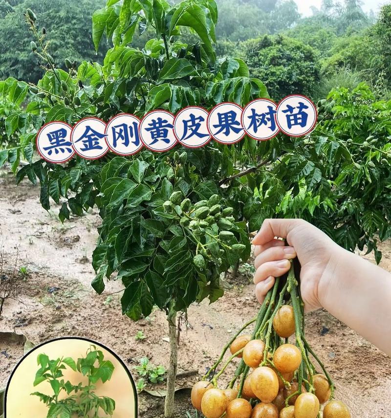 黄皮树叶子发黄怎么补救？有哪些补救措施？