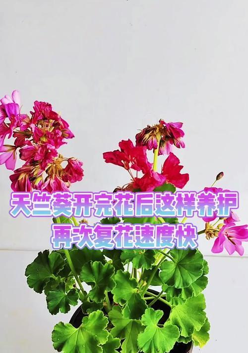 天竺葵只开一杆花的原因是什么？