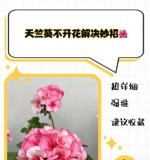 天竺葵只开一杆花的原因是什么？