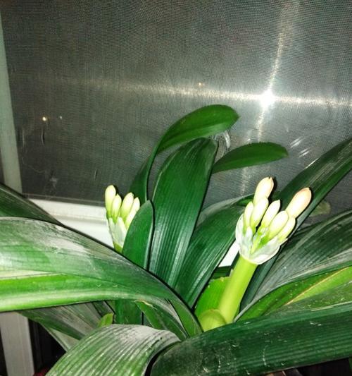 君子兰豆芽插植时怎样才能更美观？