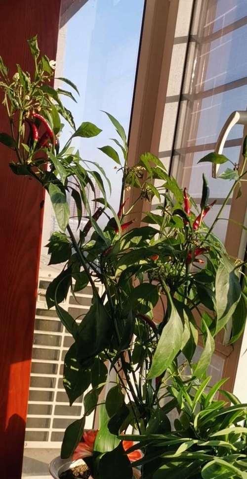 君子兰豆芽插植时怎样才能更美观？