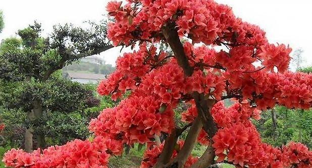 虎哥迎春盆景怎么养护？如何正确养护虎哥迎春盆景？