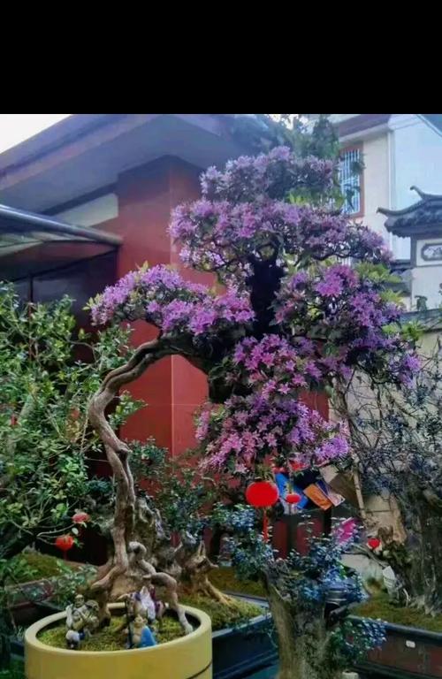虎哥迎春盆景怎么养护？如何正确养护虎哥迎春盆景？