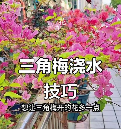 春天三角梅发芽期的浇水技巧是什么？