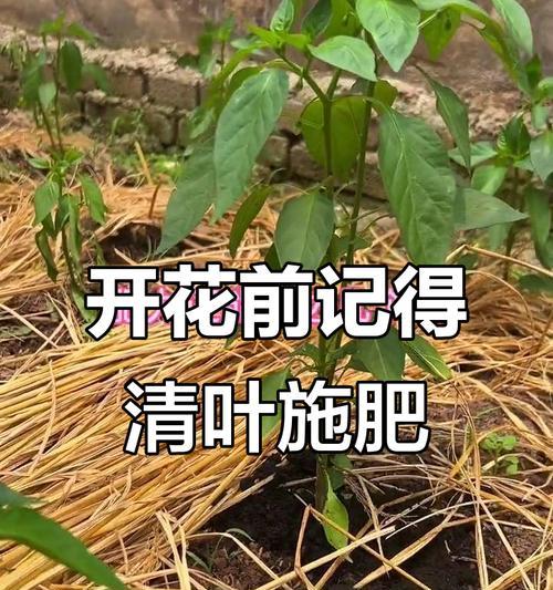 辣椒越冬后如何施肥？施肥技巧有哪些？