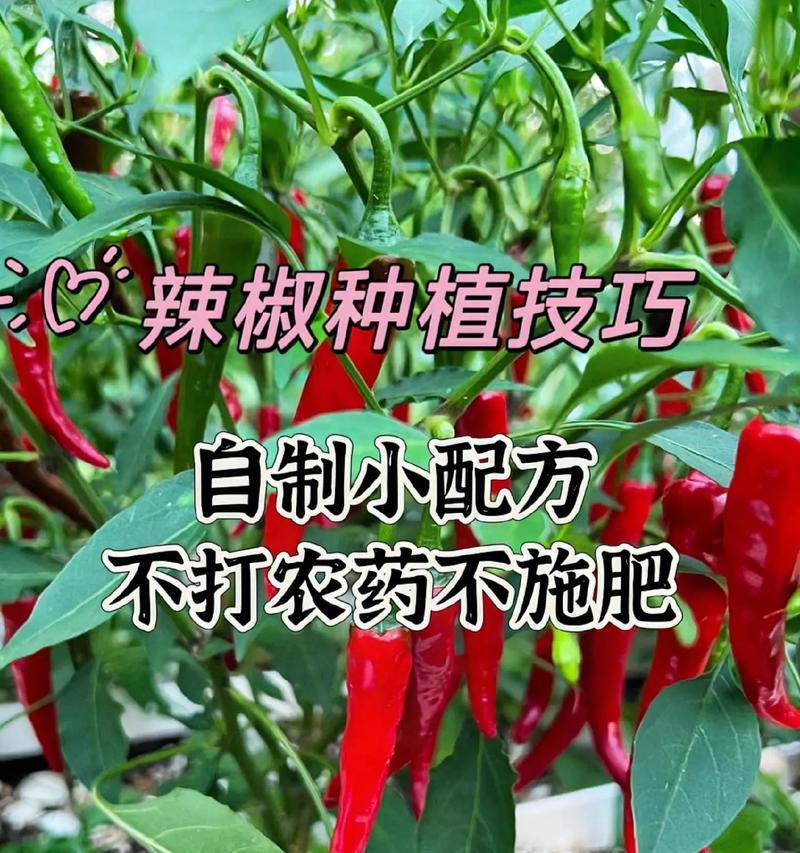 辣椒越冬后如何施肥？施肥技巧有哪些？