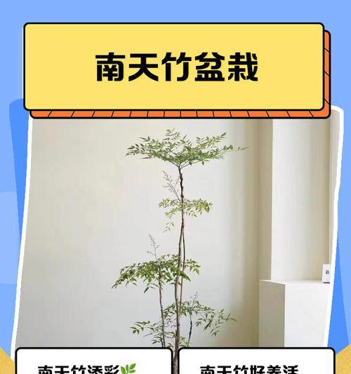 南天竹叶子发黄掉落怎么补救？有效方法有哪些？