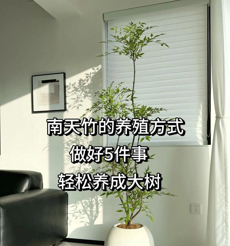 南天竹叶子发黄掉落怎么补救？有效方法有哪些？