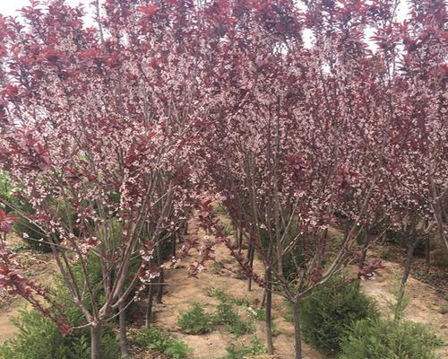 李树丰产管理栽培技术有哪些？如何实现李树的高产和优质？