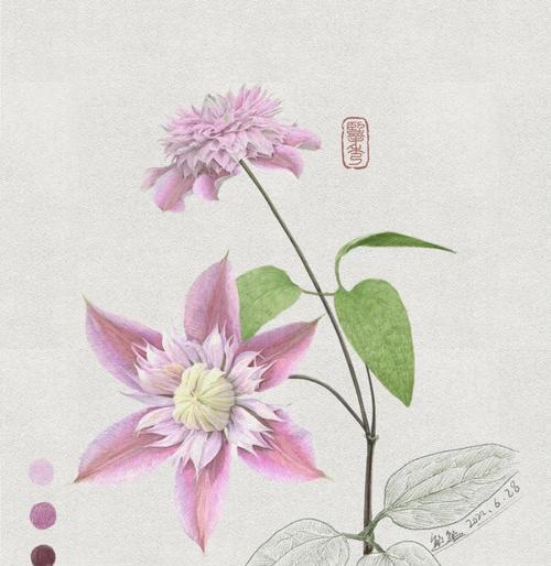 约瑟芬铁线莲顶部芽生长问题如何解决？