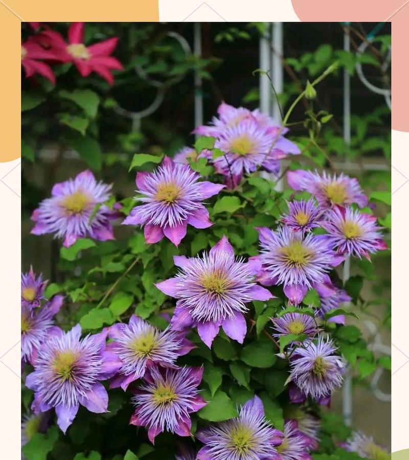 约瑟芬铁线莲顶部芽生长问题如何解决？