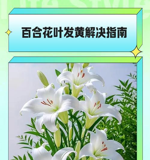 收到百合花叶子发黄是怎么回事？百合花养护的常见问题有哪些？