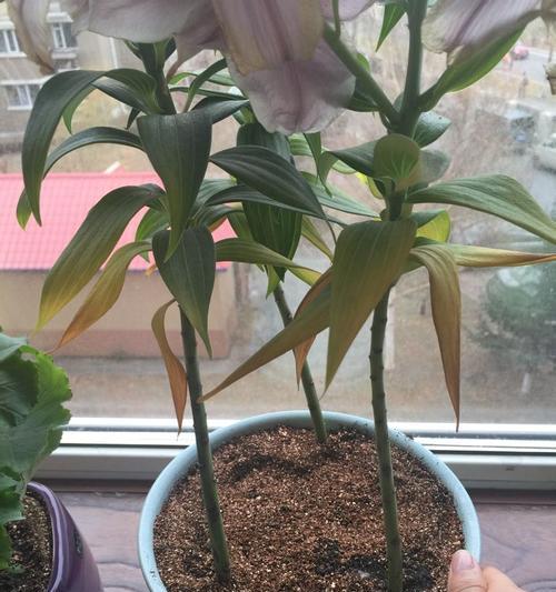 收到百合花叶子发黄是怎么回事？百合花养护的常见问题有哪些？