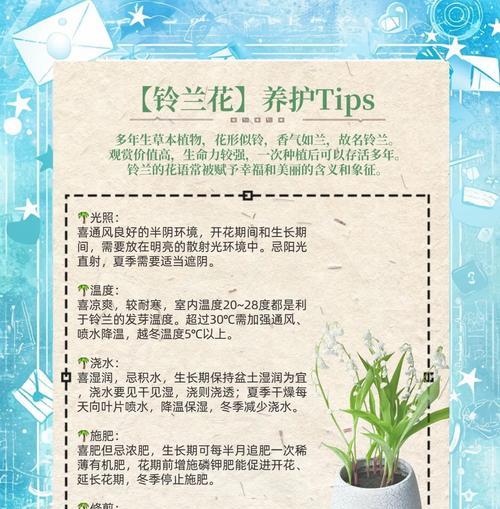 铃兰栽培技术有哪些注意事项？如何正确养护铃兰？