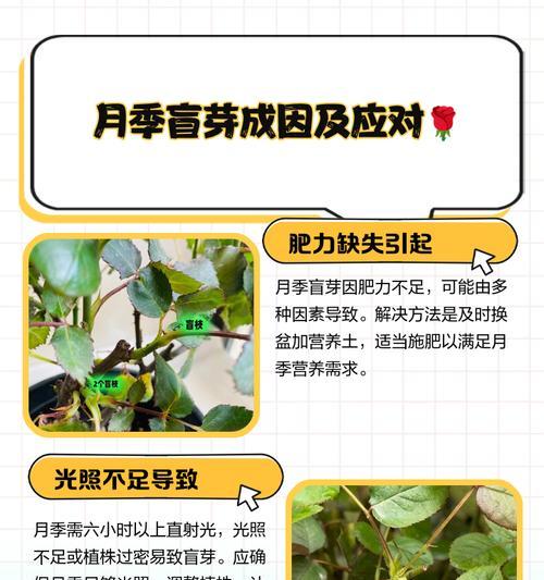 月季顶涯断了之后应该采取哪些补救措施？
