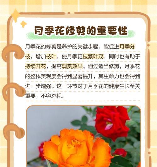 月季顶涯断了之后应该采取哪些补救措施？
