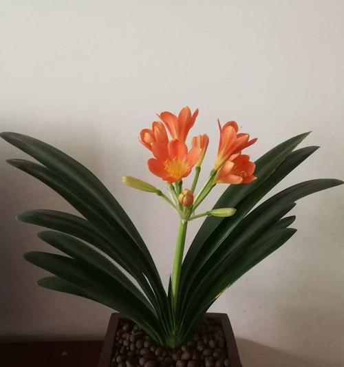 原油君子兰品种是什么？有什么特点？