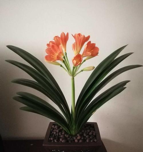 原油君子兰品种是什么？有什么特点？
