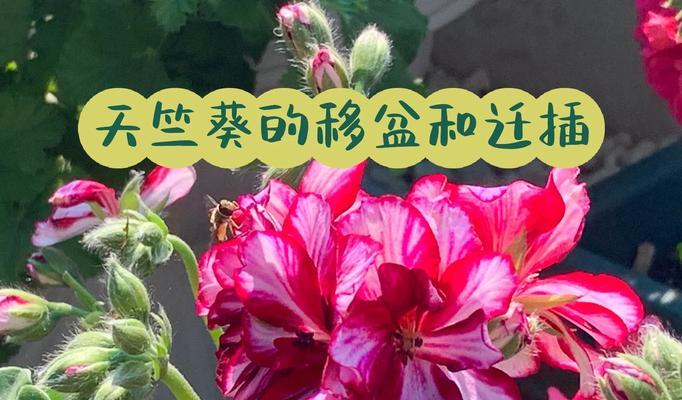 天竺葵扦插黑腐怎么办？有效预防和处理措施是什么？