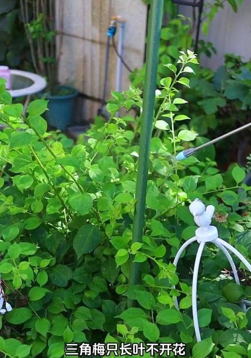 三角梅如何促进花芽分化？