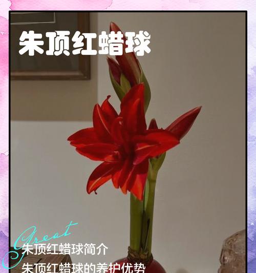 蜡封朱顶红是怎么形成的？