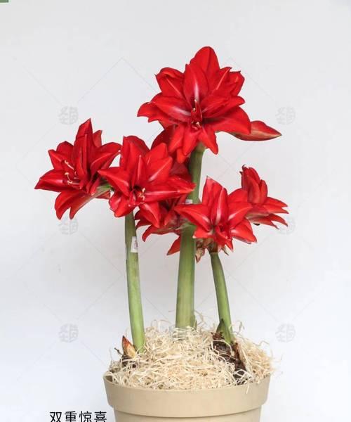 蜡封朱顶红是怎么形成的？
