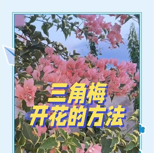 三角梅如何促进花芽分化？