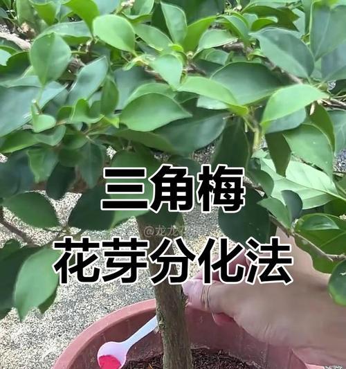 三角梅如何促进花芽分化？