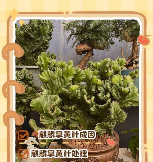 细柳叶子发黄的解决方法是什么？如何预防叶子变黄？