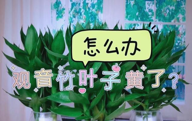 细柳叶子发黄的解决方法是什么？如何预防叶子变黄？