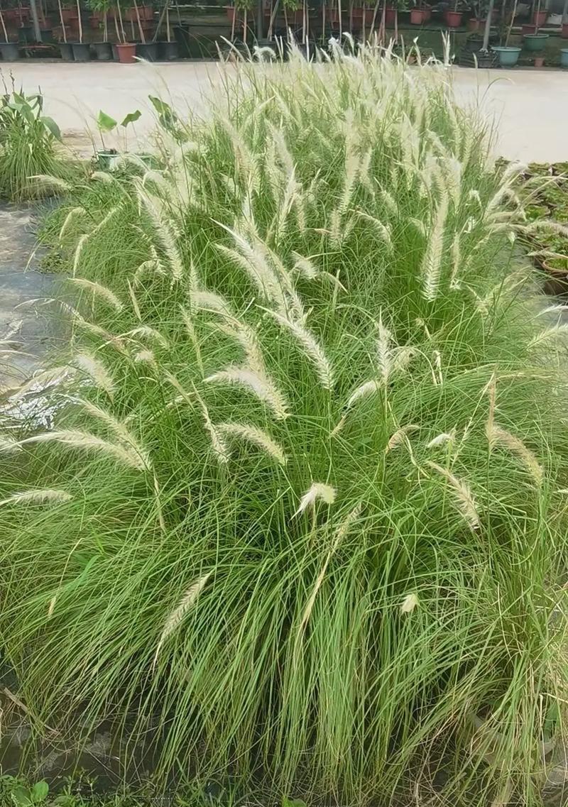 水下种植观赏植物的种类有哪些？