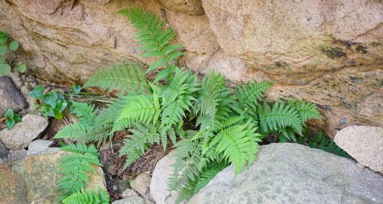 哪些观赏植物能留种子？观赏植物种子保存的最佳实践是什么？