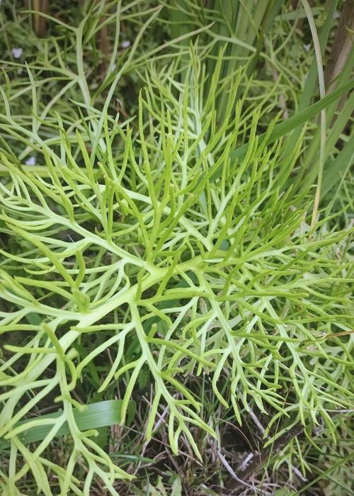 哪些观赏植物能留种子？观赏植物种子保存的最佳实践是什么？