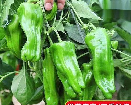 炮椒栽培技术有哪些方法？如何提高炮椒产量？