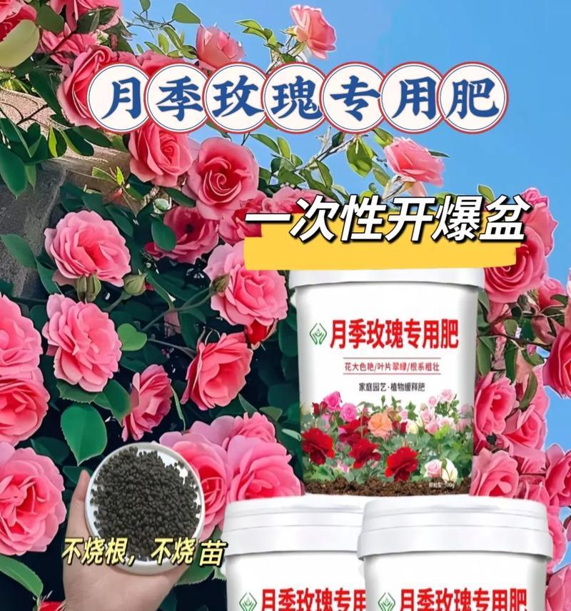 桥边之约月季的特性及养护方法？