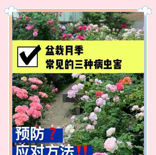 桥边之约月季的特性及养护方法？