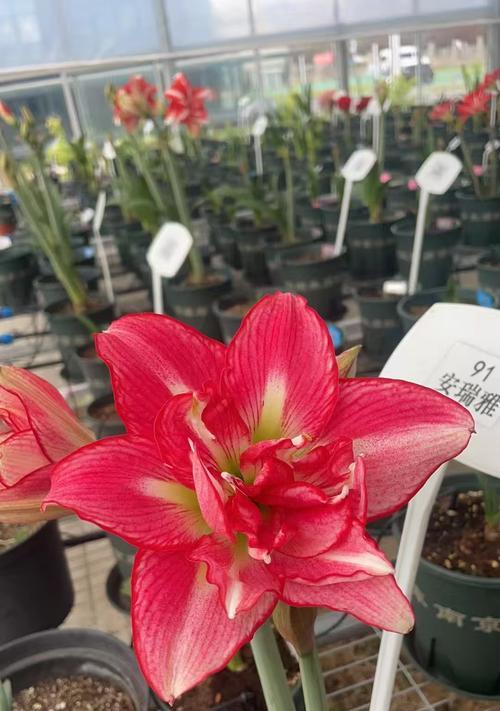 朱顶红鸿运当头有哪些花色选择？