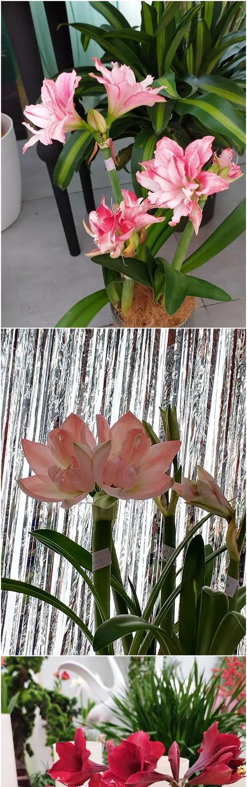 朱顶红鸿运当头有哪些花色选择？
