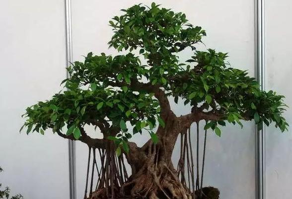 枫叶倒垂盆景修剪方法是什么？