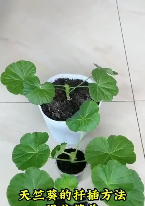 天竺葵移栽后的正确浇水方法是什么？